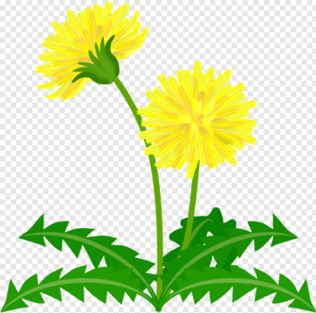 Одуванчик для детей