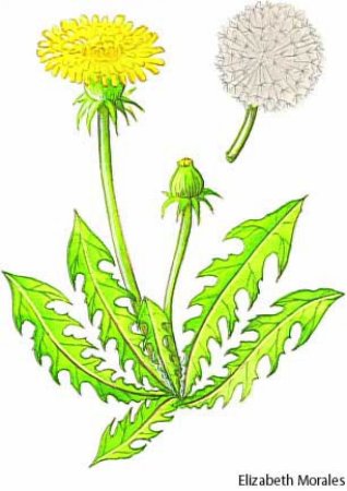 Одуванчик для дошкольников