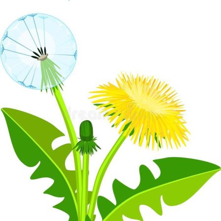 Одуванчики для печати