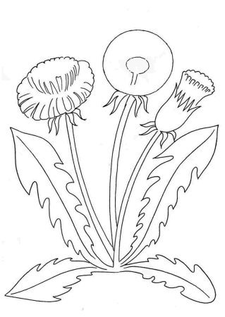 Одуванчик раскраска