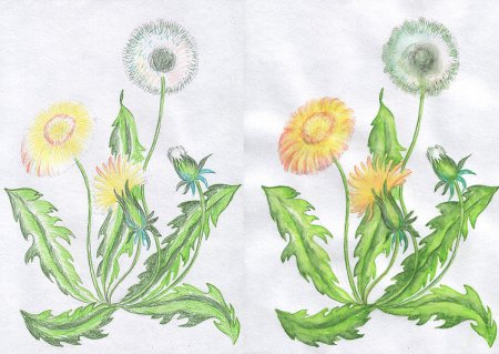 Одуванчик рисунок