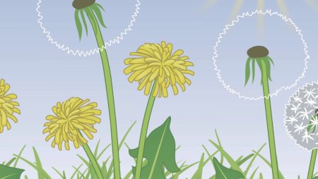 Детям про одуванчик в детском саду