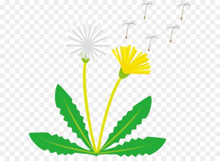 Одуванчик стебель и листья