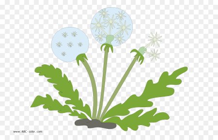 Одуванчик рисунок