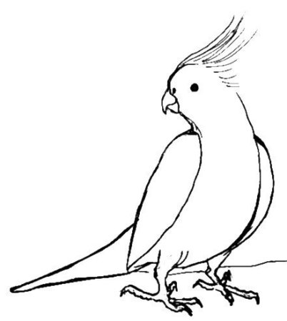 Раскраска попугай корелла