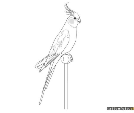 Разукрашка попугай корелла