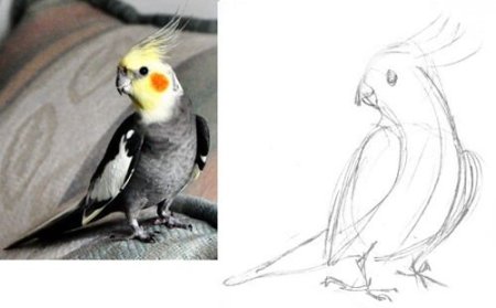 Попугай корелла референс