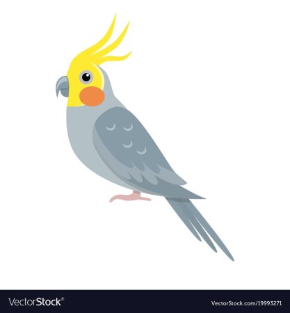 Мультяшный корелла