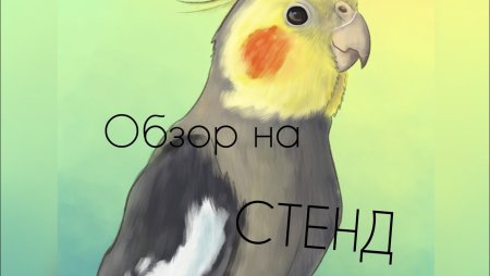 Корелла попугай мультяшный