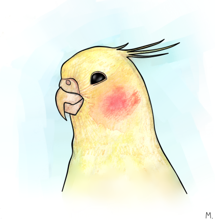 Попугай корелла нарисовать