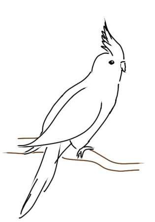 Попугай корелла