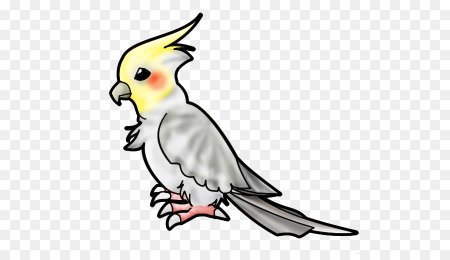 Корелла попугай мультяшный