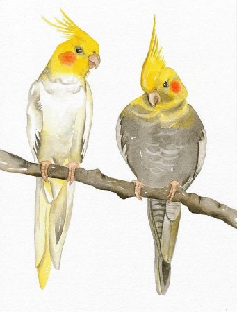 Попугай корелла