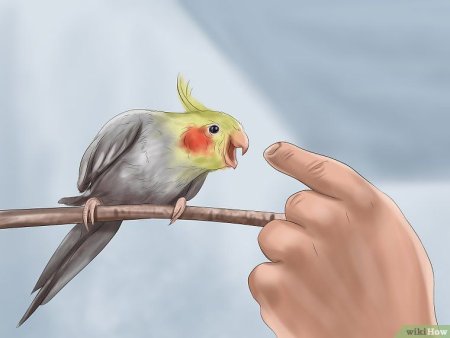 Корелла Коннект