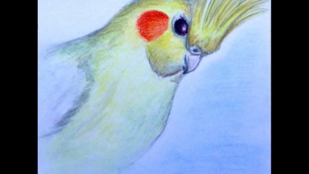 Попугай корелла пастелью