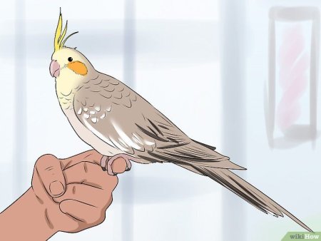 Попугай корелла скетч