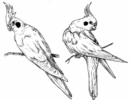 Разукрашка попугай корелла