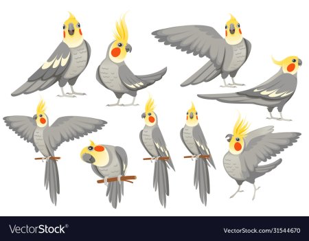 Попугай корелла нарисовать карандашом поэтапно