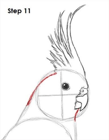 Попугай корелла