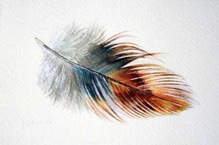 Перо картинка