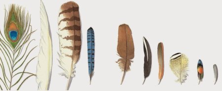 Корепова д.а. атлас-определитель перьев птиц.