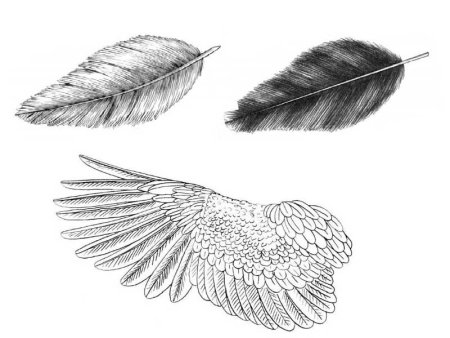 Перо птицы для рисования