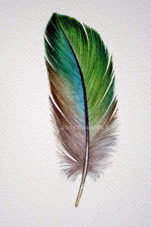 Перо синицы