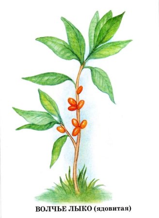 Волчье лыко рисунок