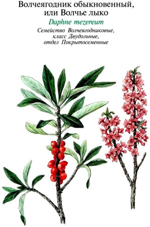 Волчье лыко раскраска