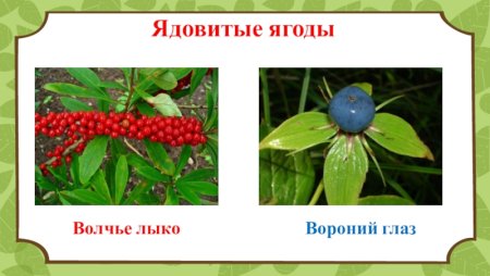 Волчья ягода на белом фоне