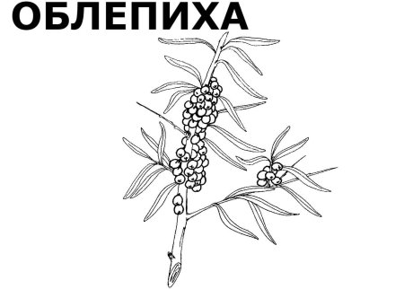 Облепиха раскраска для детей