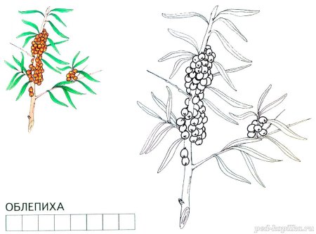 Волчья ягода на белом фоне