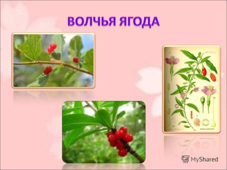 Волчье лыко контур