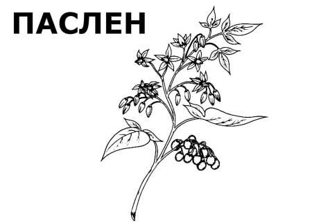 Ветка с ягодами рисование