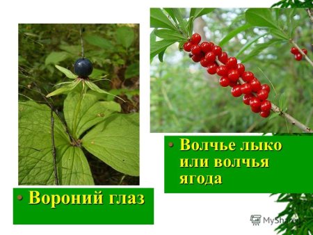 Волчье лыко куст