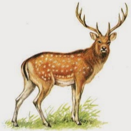 Пятнистый олень