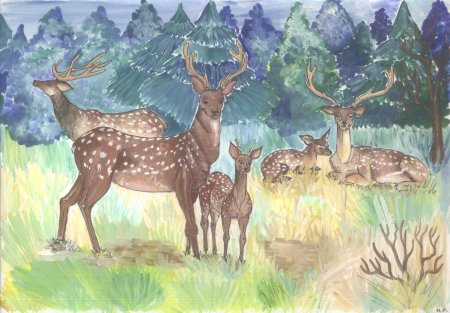 63. Уссурийский пятнистый олень