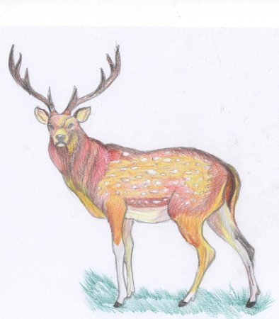 Уссурийский пятнистый олень рисунок для детей
