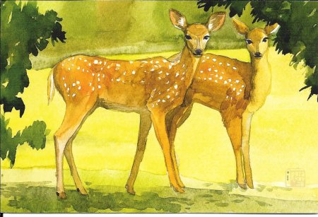 Пятнистый олень раскраска