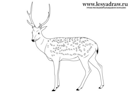 Редкие животные рисунки