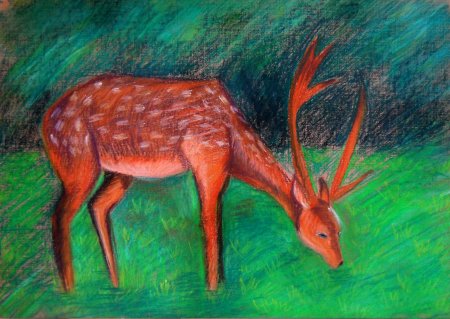 Уссурийский пятнистый олень раскраска