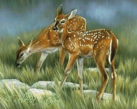 Пятнистый олень рисунок раскраска