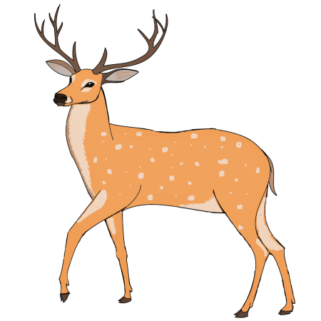 Олень рисунок