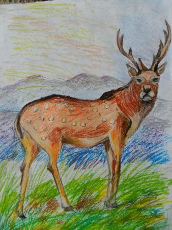 Олень цветными карандашами