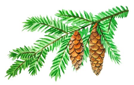 Ветка Еловая