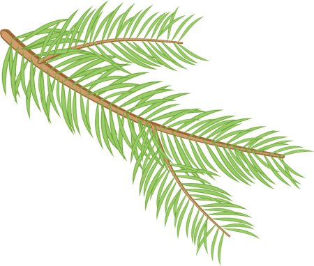 Рисование еловой ветки