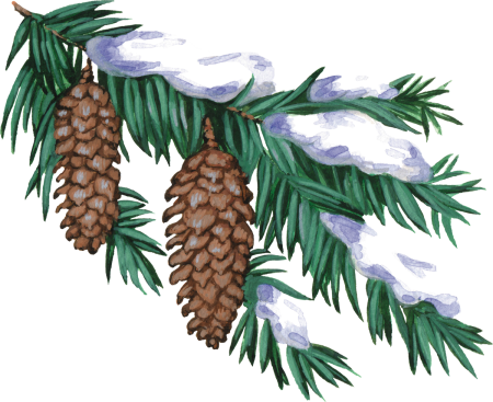 Ветка ели с шишкой