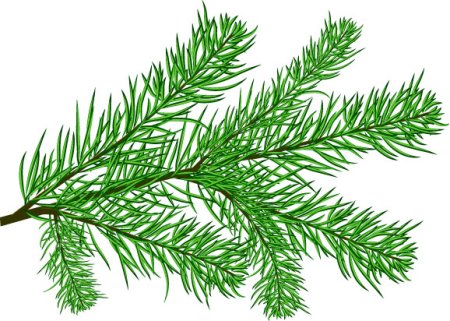 Рисование Еловая веточка