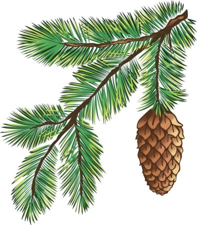 Еловая ветка рисунок