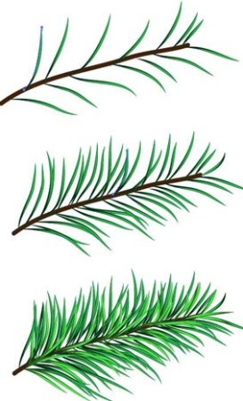 Рисование Еловая веточка